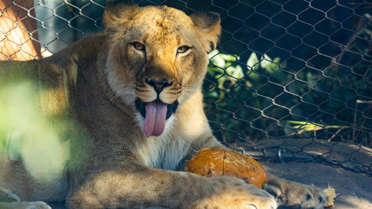 The lioness is 2 years old and will accompany Zoo Boise’s male lion, Revan.