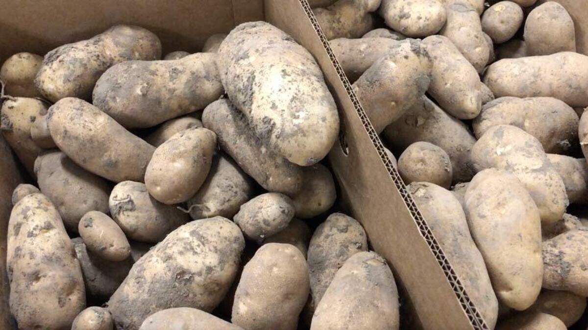 Boxes of potatoes harvested at Idaho Falls Crops.