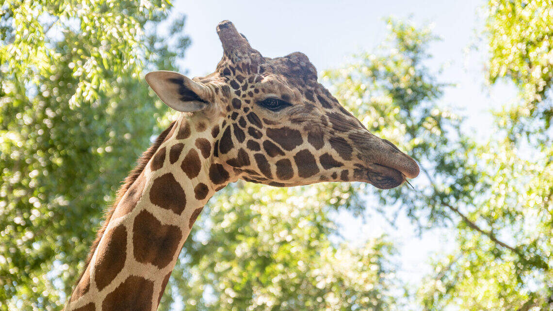 Zoo Boise animal will undergo ‘comprehensive' evaluation, including anesthesia