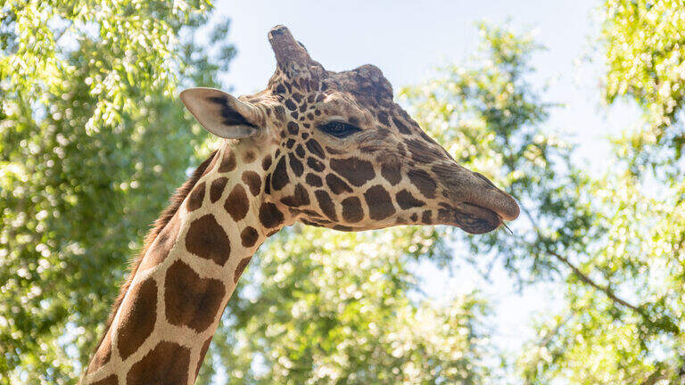 Zoo Boise animal will undergo ‘comprehensive' evaluation, including anesthesia