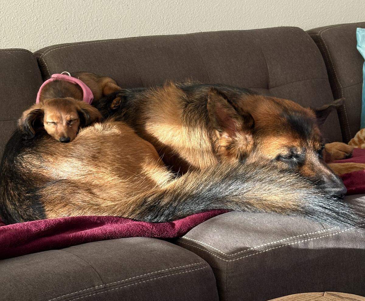 Mazikeen sleeps on her German shepherd sibling.