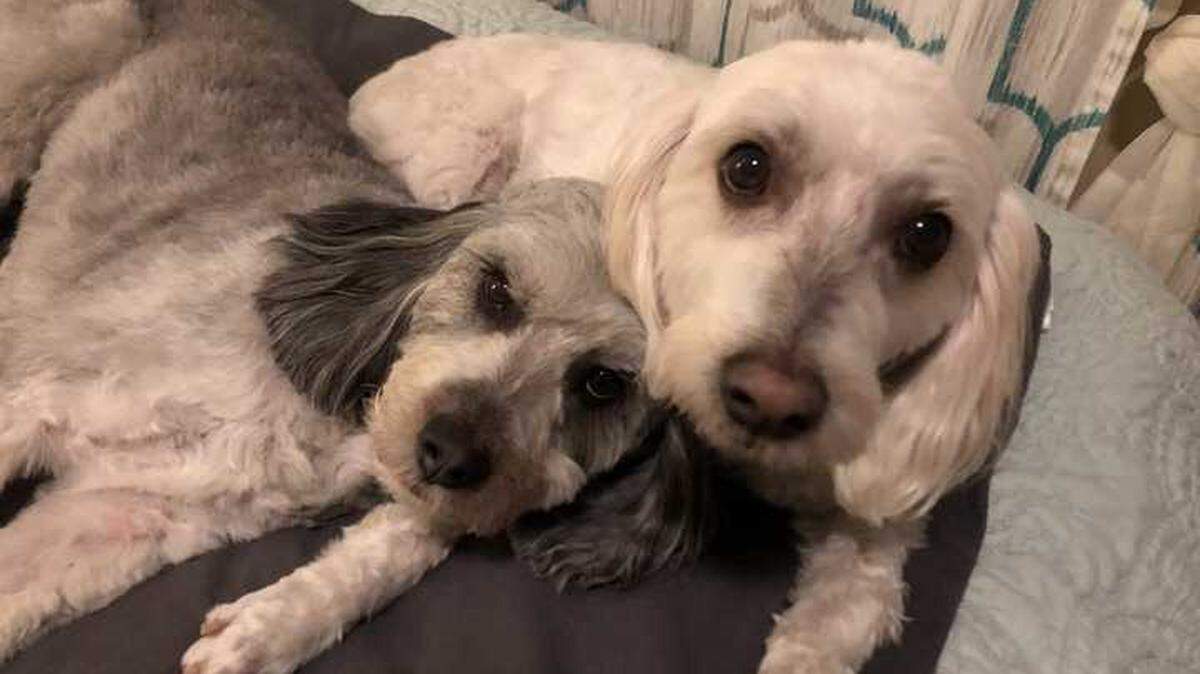 Charlie (gray) and Watson are both doodle mutts. These good boys are the pups of the Statesman’s own Dana Oland.