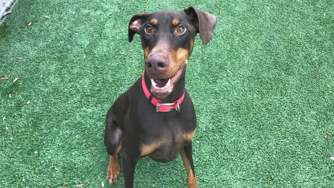 Meridian Pet of the Week: Duke