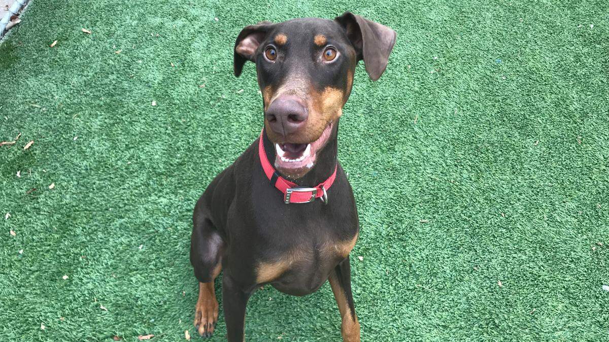 Duke
