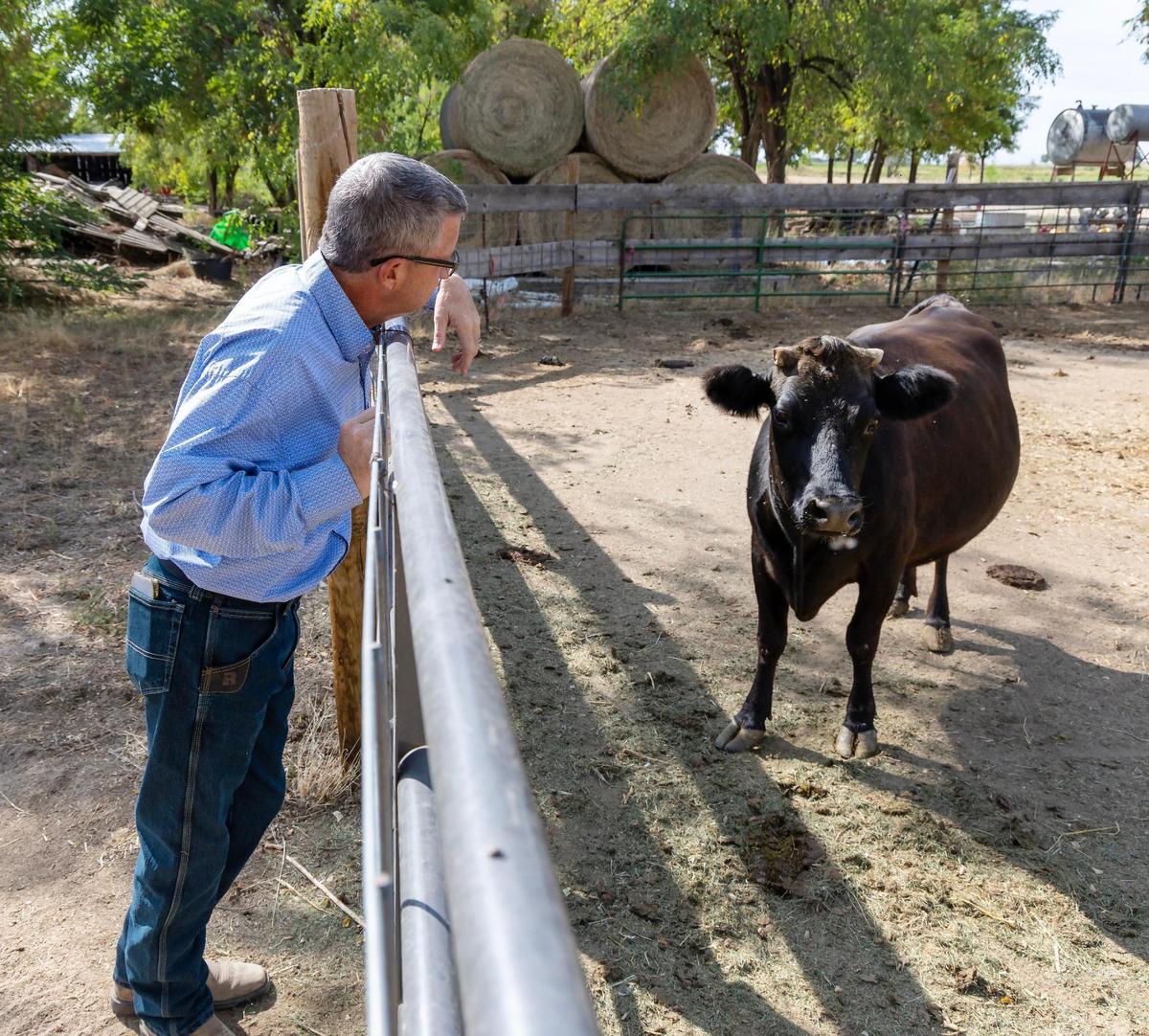 Ron Kern stops to visit with Moomah, a dairy cow, at his family-owned business, Back Forty Farms, in rural Nampa.