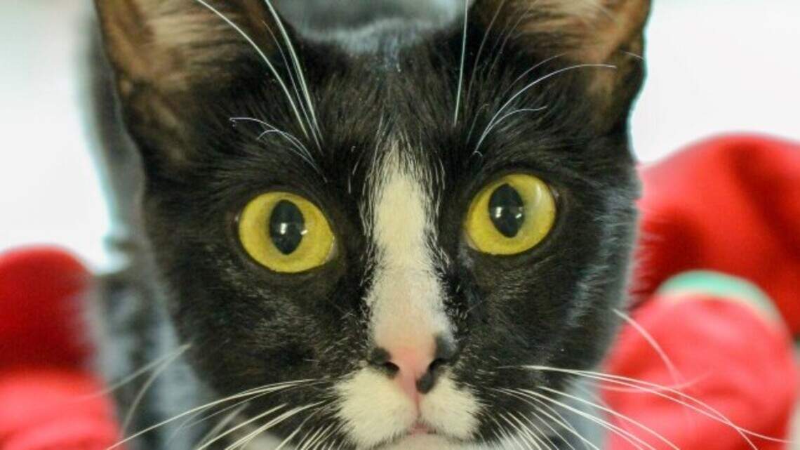 Ada County Pet of the Week: Janie