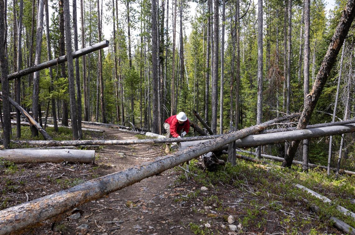 Henry Vaughan of the Sawtooth Society cuts a tree on a trail near Redfish Lake in the Sawtooth National Recreation Area on June 2. The Sawtooth Society provides trail maintenance with help from many volunteers.