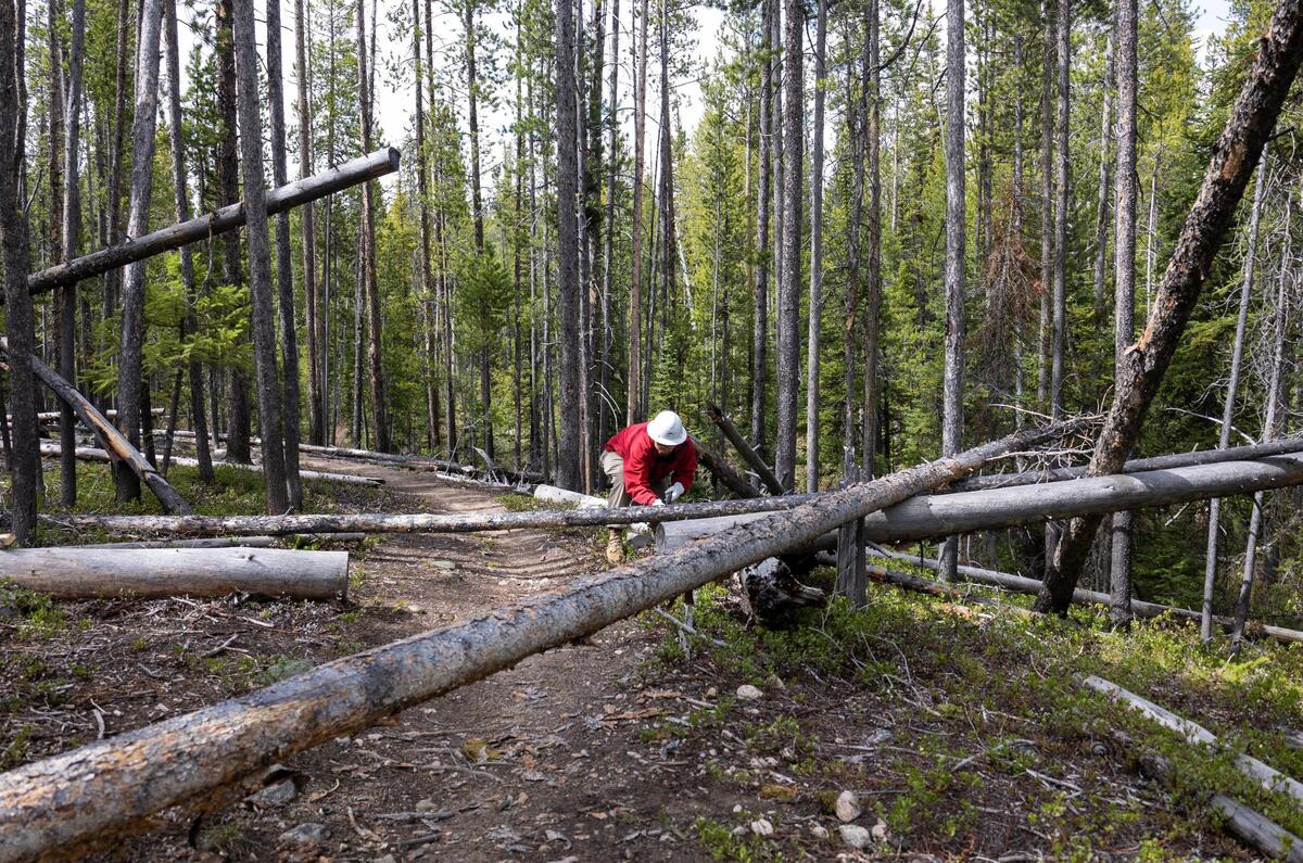 Henry Vaughan of the Sawtooth Society cuts a tree on a trail near Redfish Lake in the Sawtooth National Recreation Area on June 2. The Sawtooth Society provides trail maintenance with help from many volunteers.