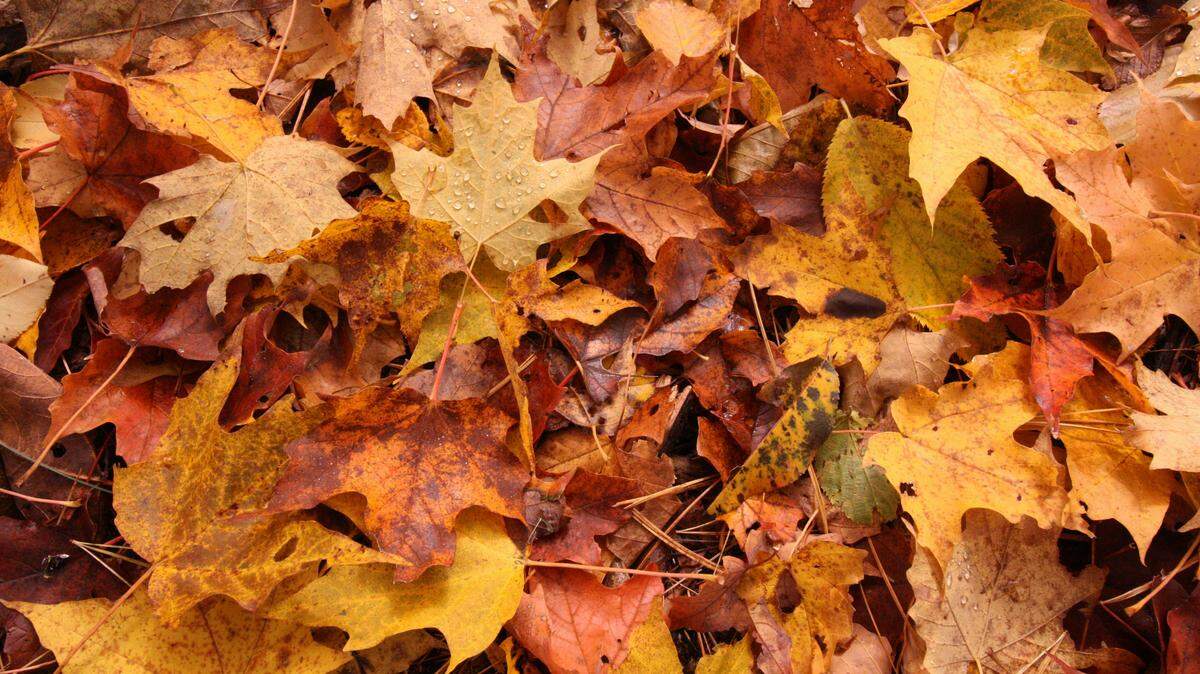 The Old Farmer’s Almanac and the National Weather Service have released their weather predictions for fall.