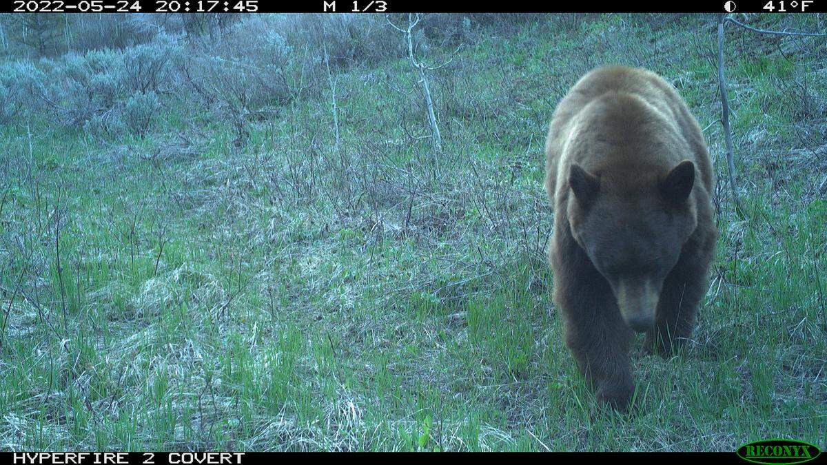 A system of motion trigger cameras connected to speakers lets researchers capture the responses of many animals.