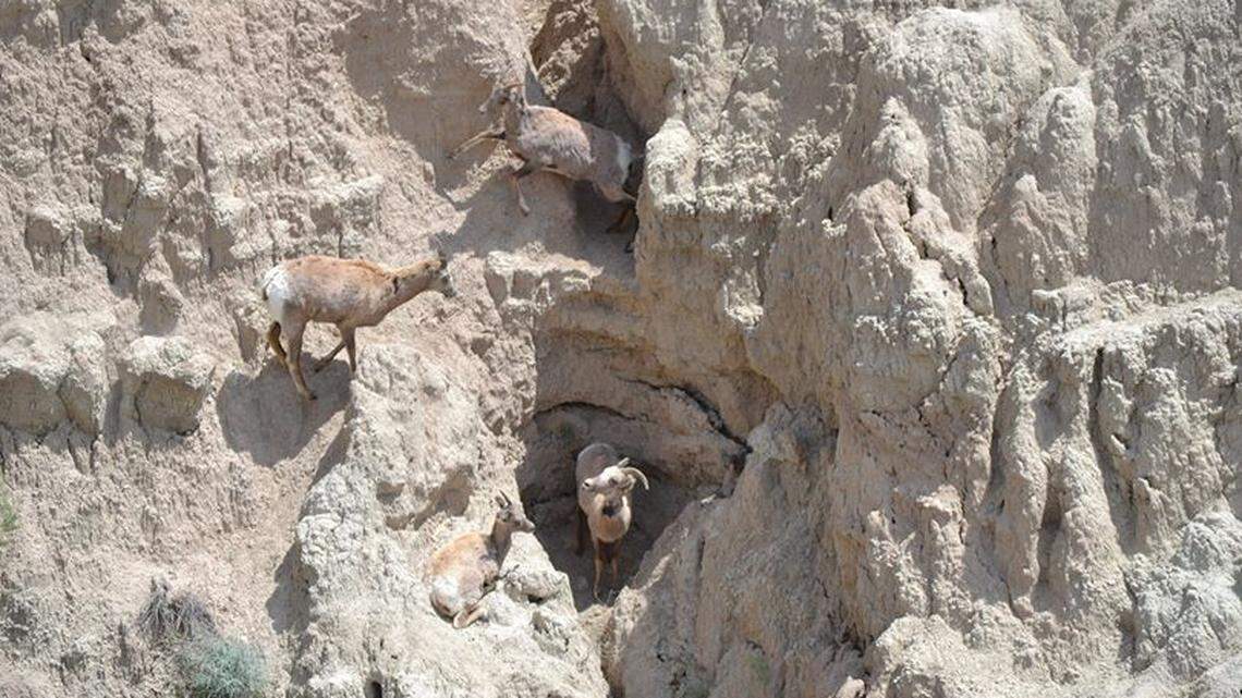 Photo proves bighorn sheep are masters of disguise in Badlands. How many do you see?