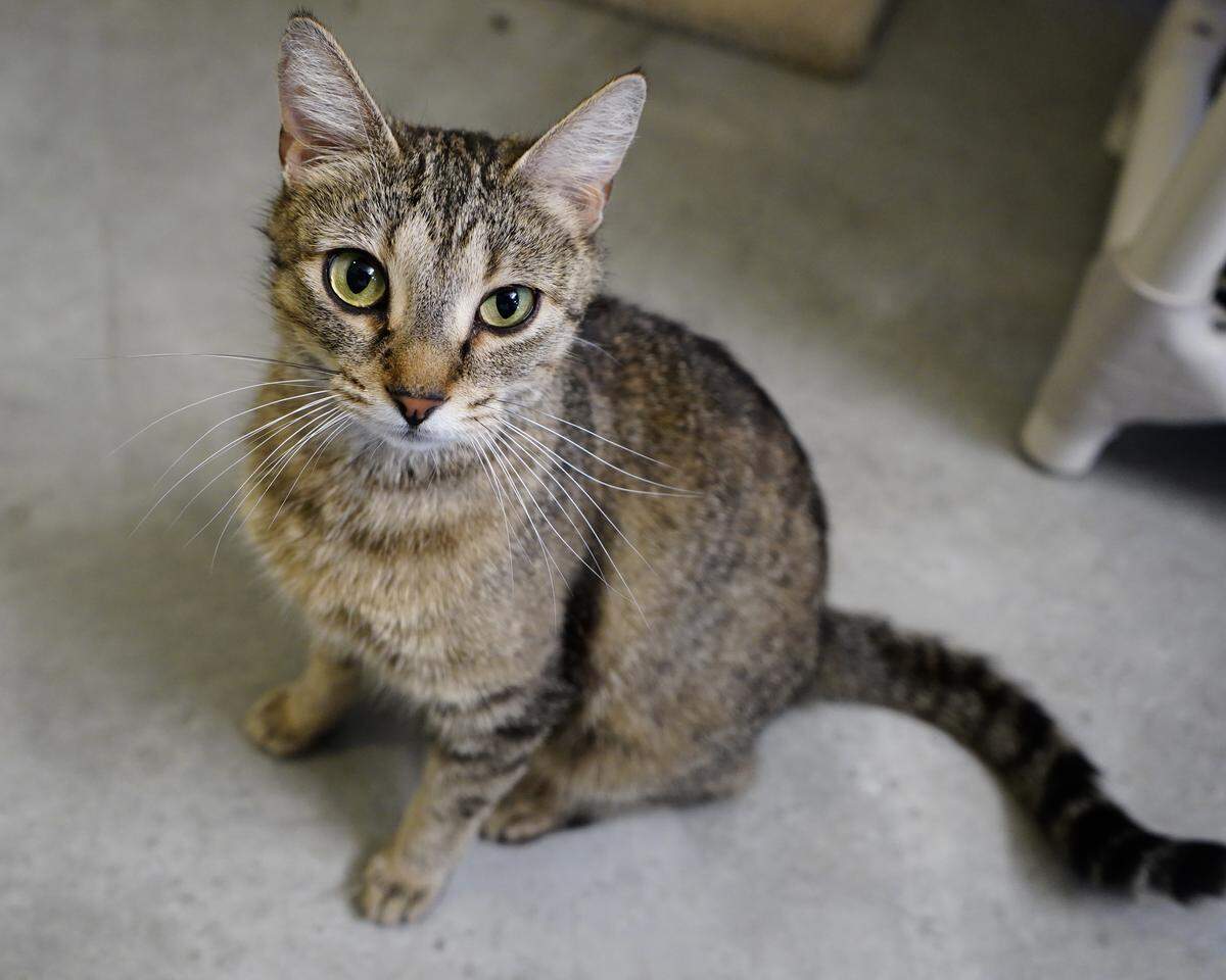 Lorna Hazel is available for adoption through Simply Cats.