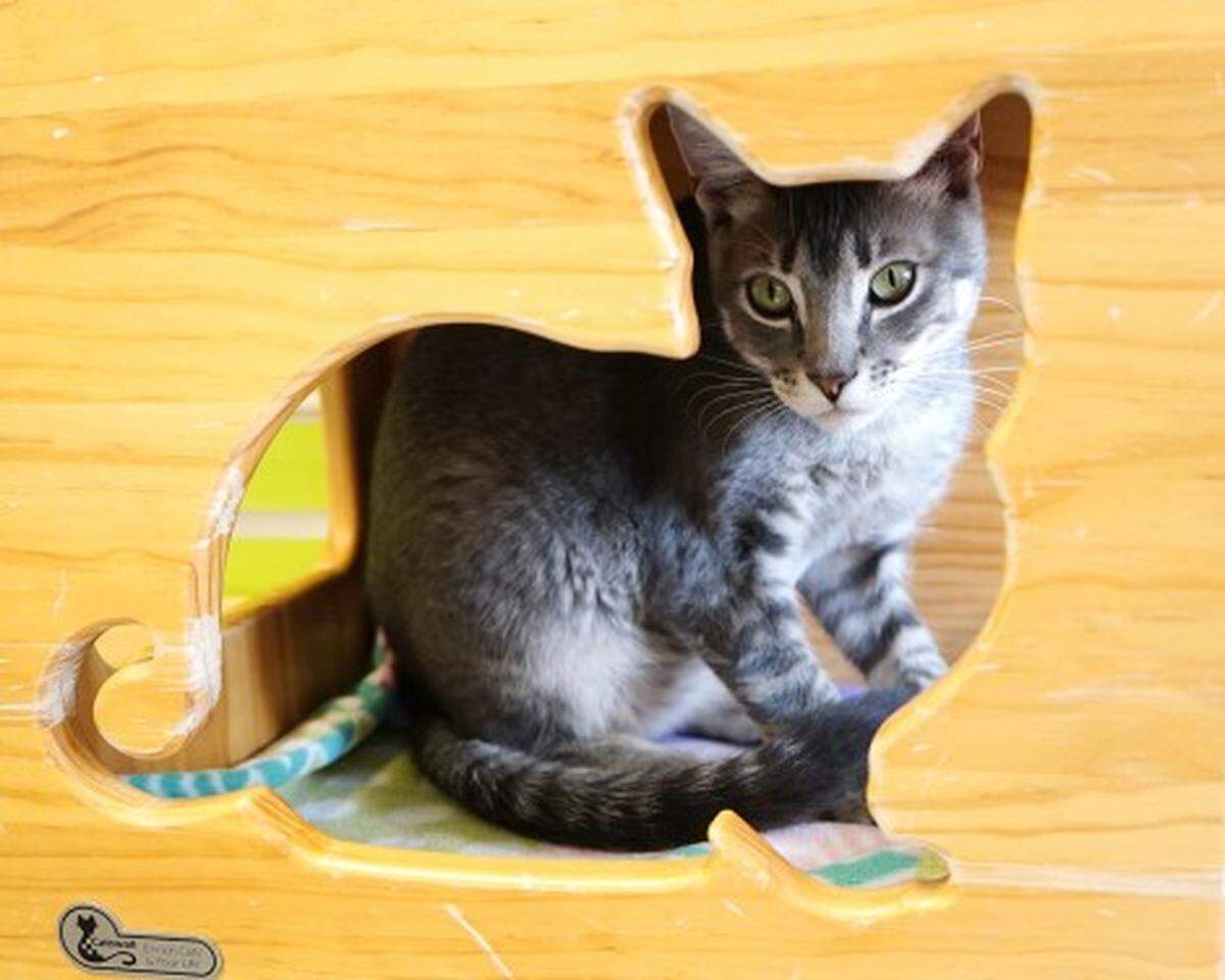 Grayson the cat is available for adoption through Simply Cats.