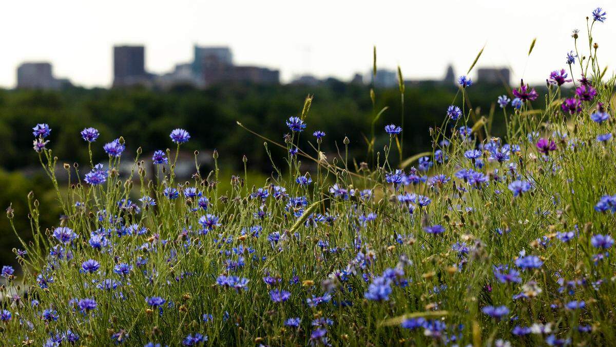 Wildflowers bloom on a hillside with the Boise skyline in the background.