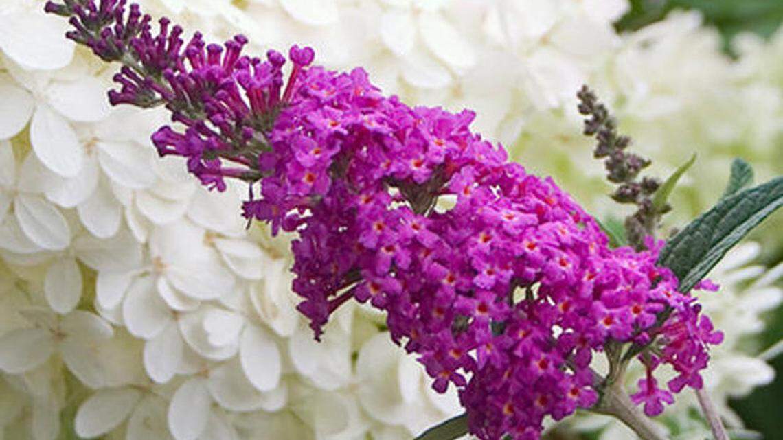Mid-summer gardening tips for attracting butterflies, choosing lower-maintenance plants