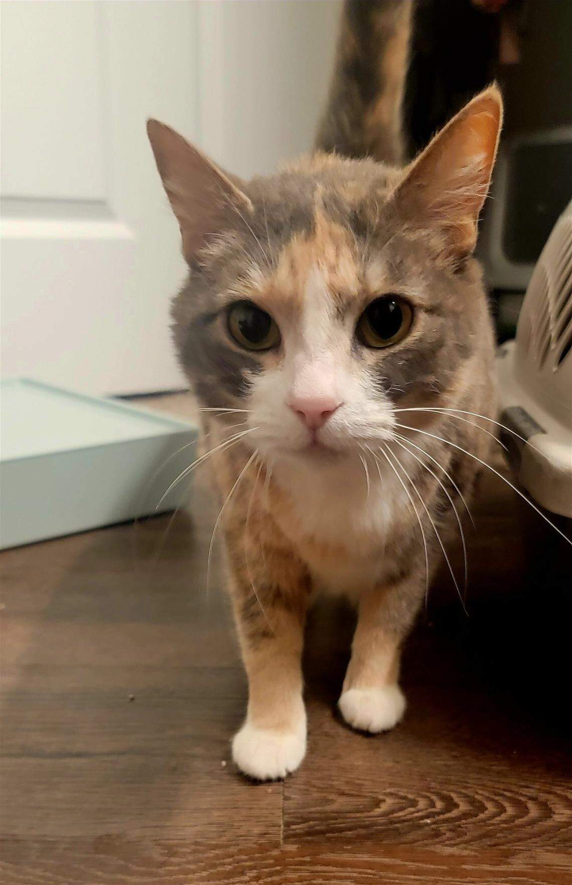 Nini, a dilute calico who is shy and still slightly fearful of humans