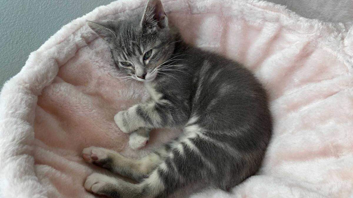 Max is the little kitten owned by Idaho Statesman reporter Angela Palermo.