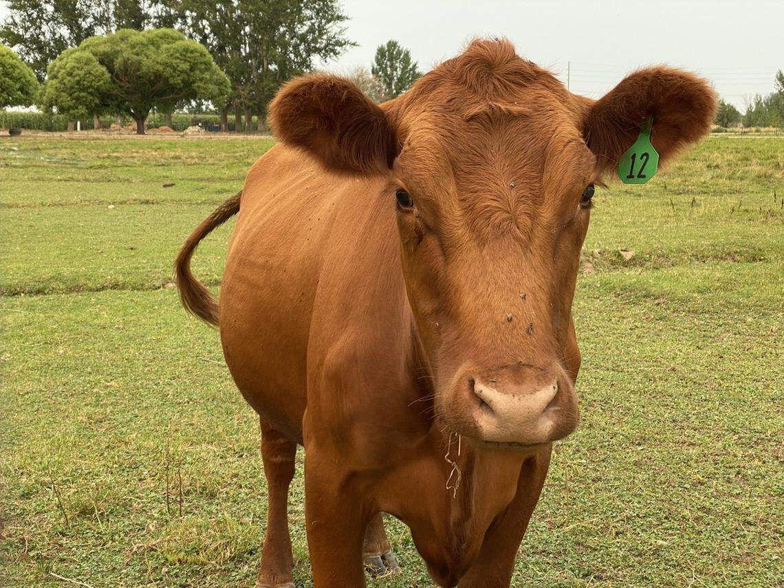 A cow in a pasture this month near Star.