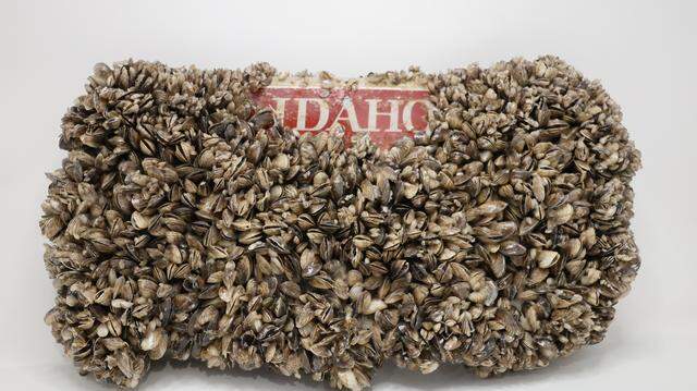An Idaho license plate was fully encrusted in quagga mussels after being submerged in Lake Mead in Nevada for months.