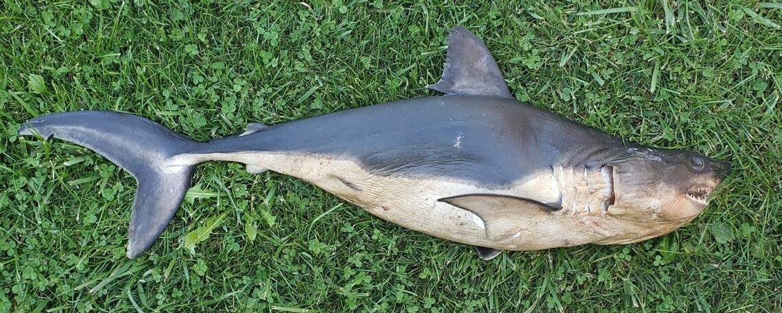 A salmon shark was found on the shores of the Salmon River near Riggins. Idaho Fish and Game officials said it was likely dropped as a prank.