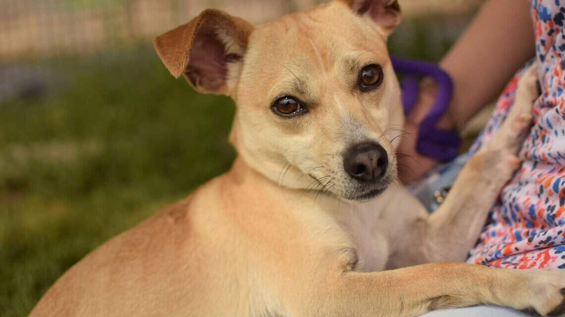 Canyon County Pet of the Week: Gus-Gus