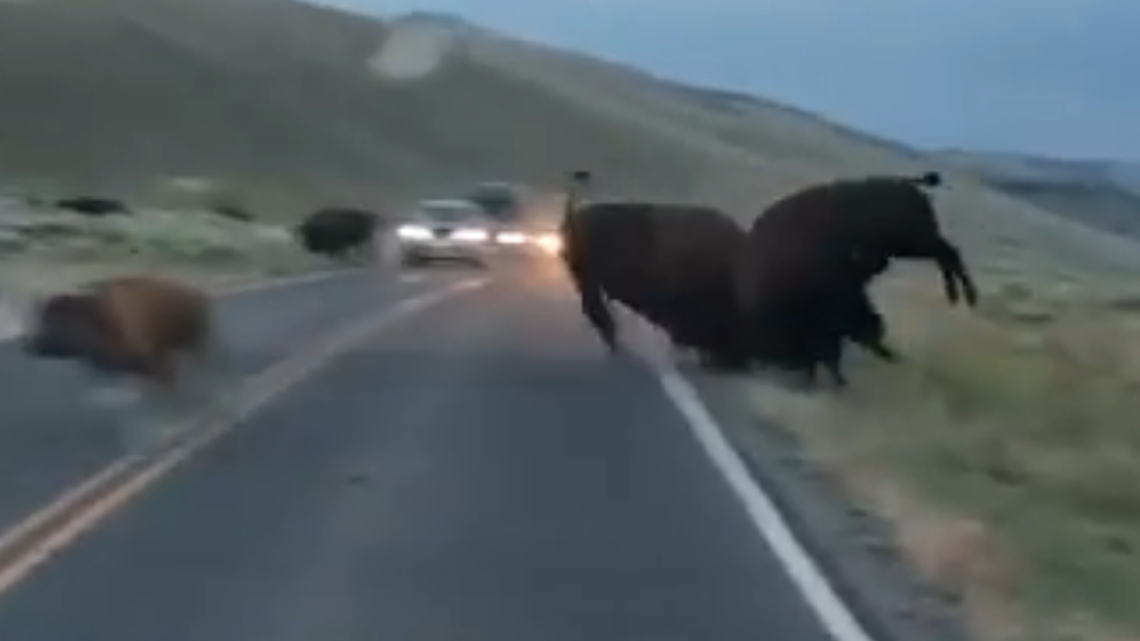 Bison fight over mate stops traffic on road at Yellowstone National Park, video shows