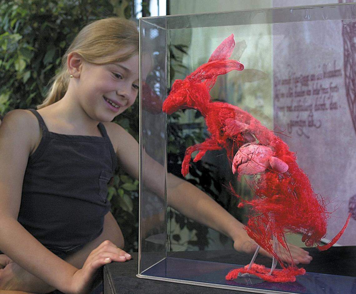A rabbit preserved with a process called plastination in the traveling “Body Worlds: Animal Inside Out” exhibit, which the museum says “allows visitors to get up-close and personal with the real inner workings of domestic and exotic animals.”
