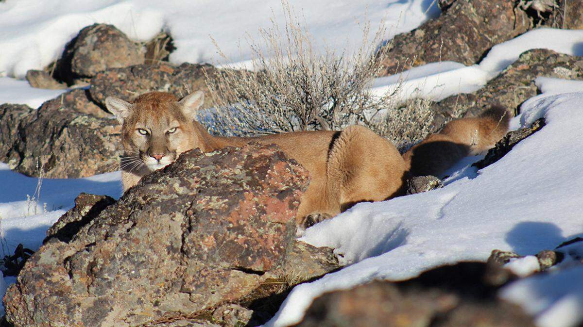 In this January 2019 file photo, a young mountain lion is caught in a bobcat trap in remote Owyhee County before being freed by Fish and Game officers.