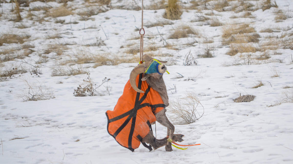 A bighorn ram suspended from a helicopter is gently lowered to the ground.