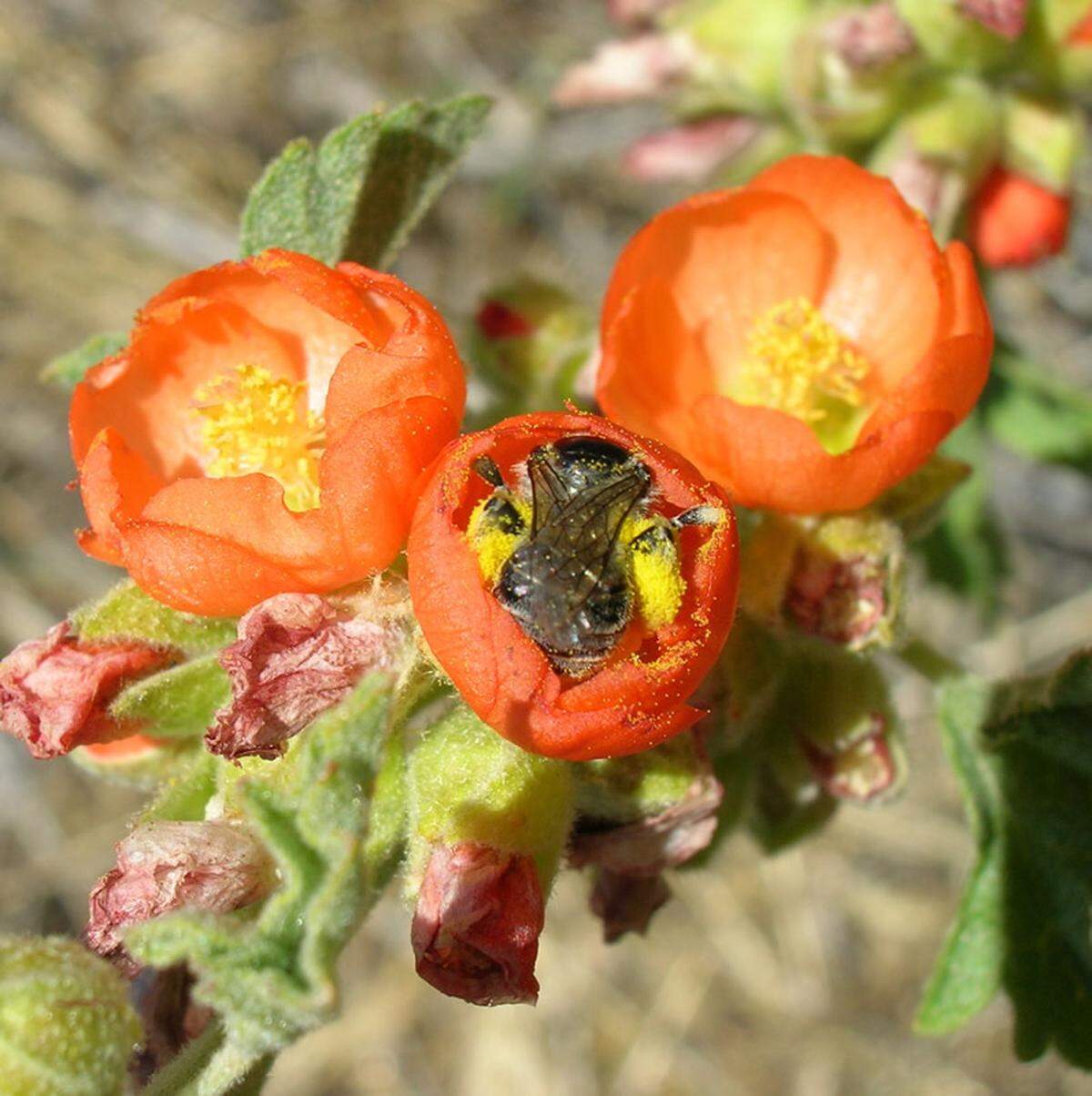 A globe mallow bee collecting pollen on Munro’s globe mallow, a wild plant found in Idaho.