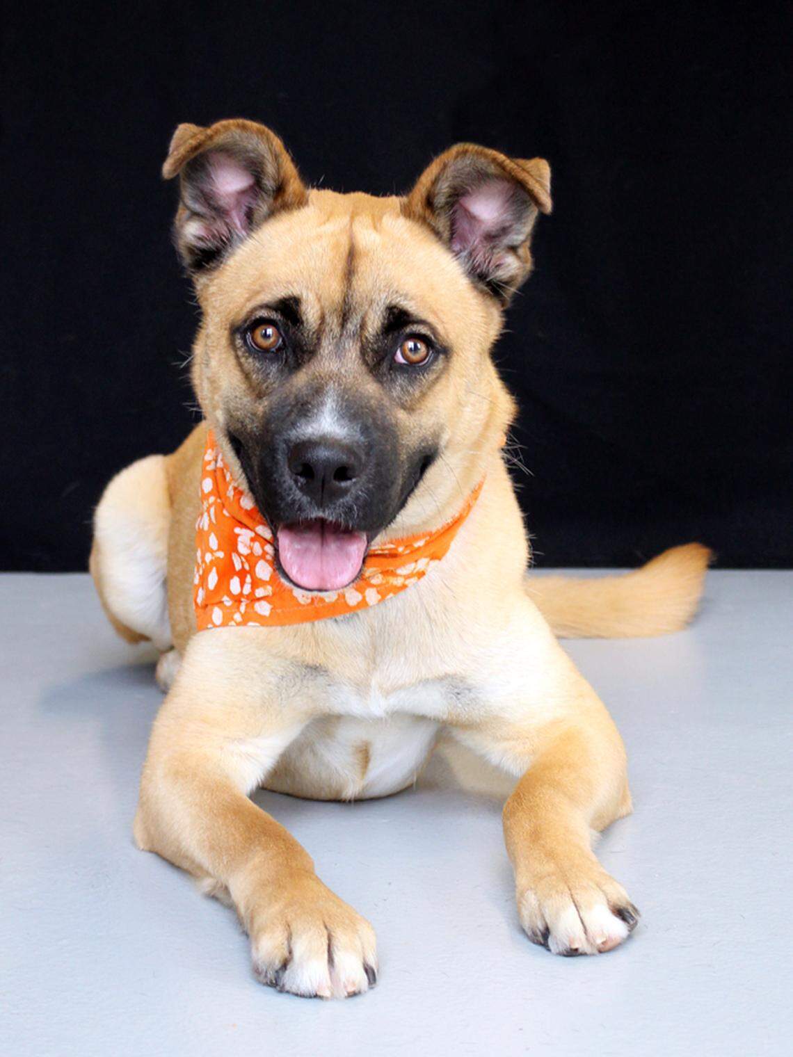 Pluto is available for adoption from the Idaho Humane Society.