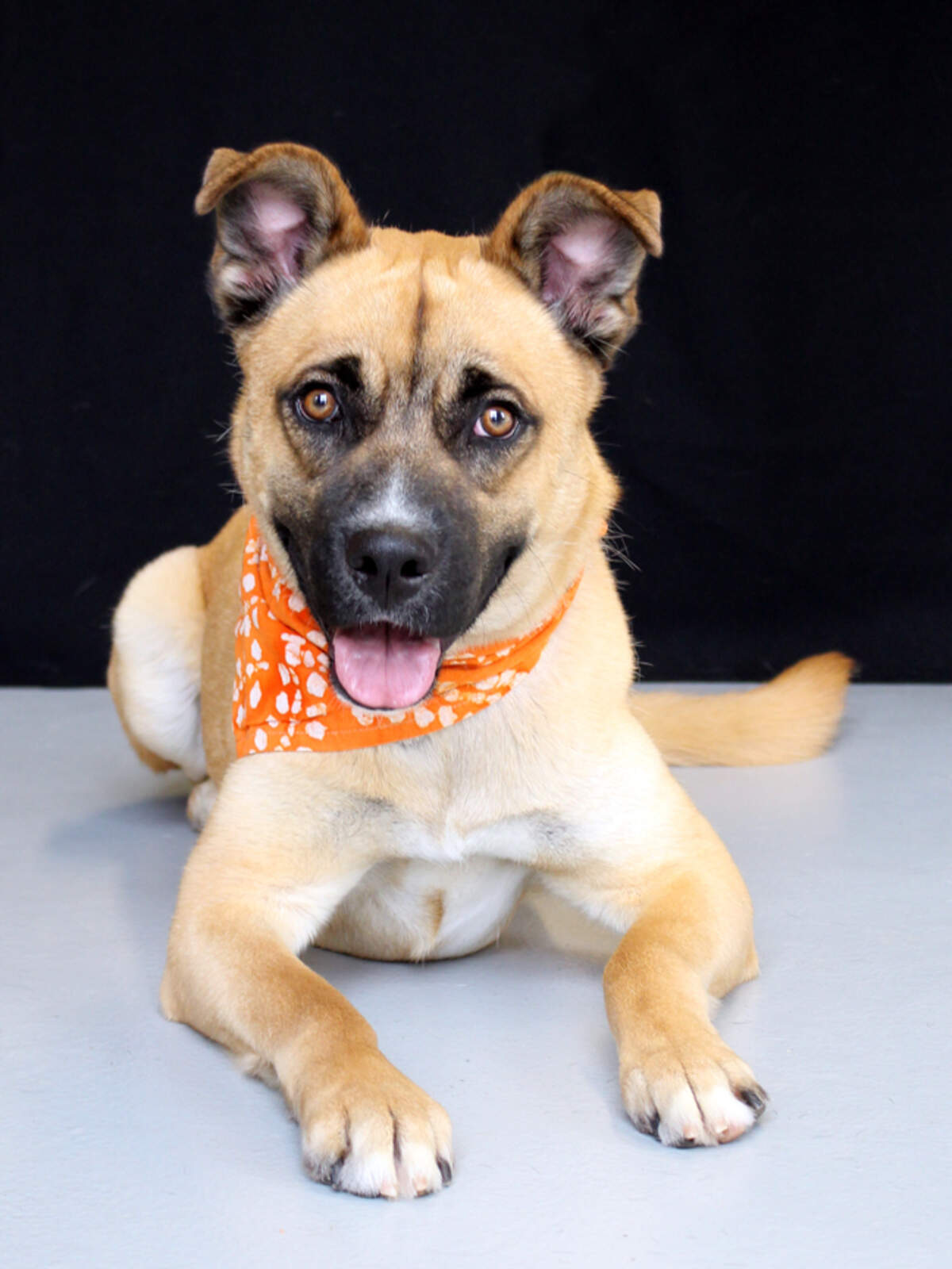 Pluto is available for adoption from the Idaho Humane Society.