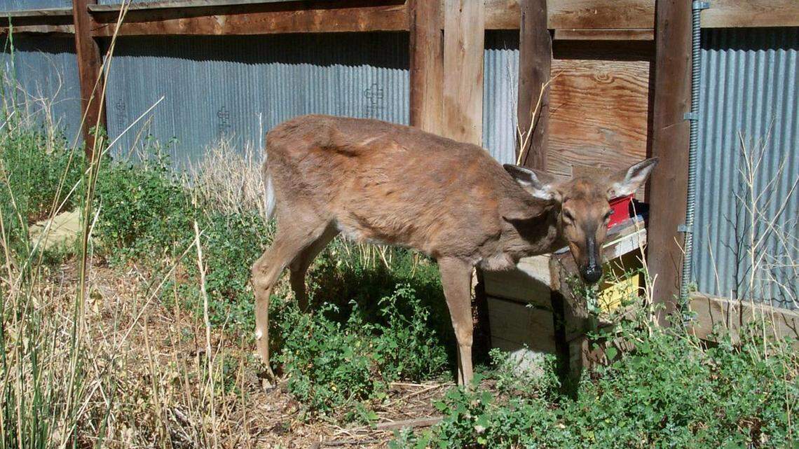 This deer shows visible signs of chronic wasting disease. The fatal illness was confirmed in two Idaho deer for the first time.