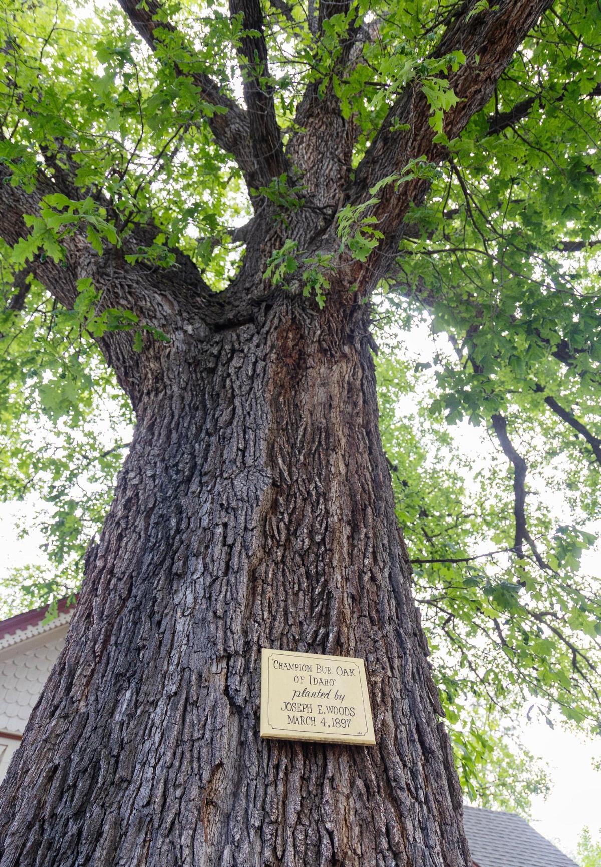The tree planted by Joseph E. Woods on March 4, 1897 is a conversation starter for passersby.