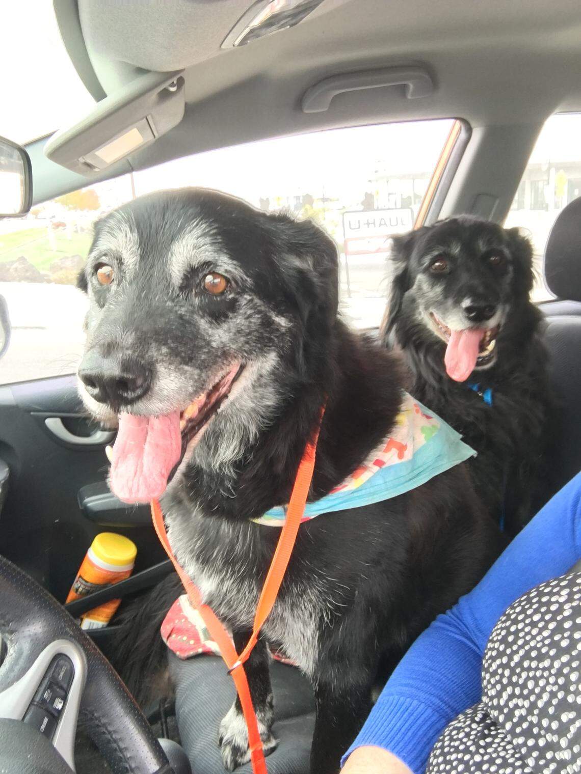 Senior dogs Jack and Mario, both Border Collie-Labrador Retriever mixes, are a bonded pair that must be adopted together. They enjoy car rides. The Sundells are fostering them through Fuzzy Pawz Rescue. For more information or to adopt them, click on this link: https://www.petfinder.com/dog/mario-43349237/id/boise/fuzzy-pawz-rescue-id110/