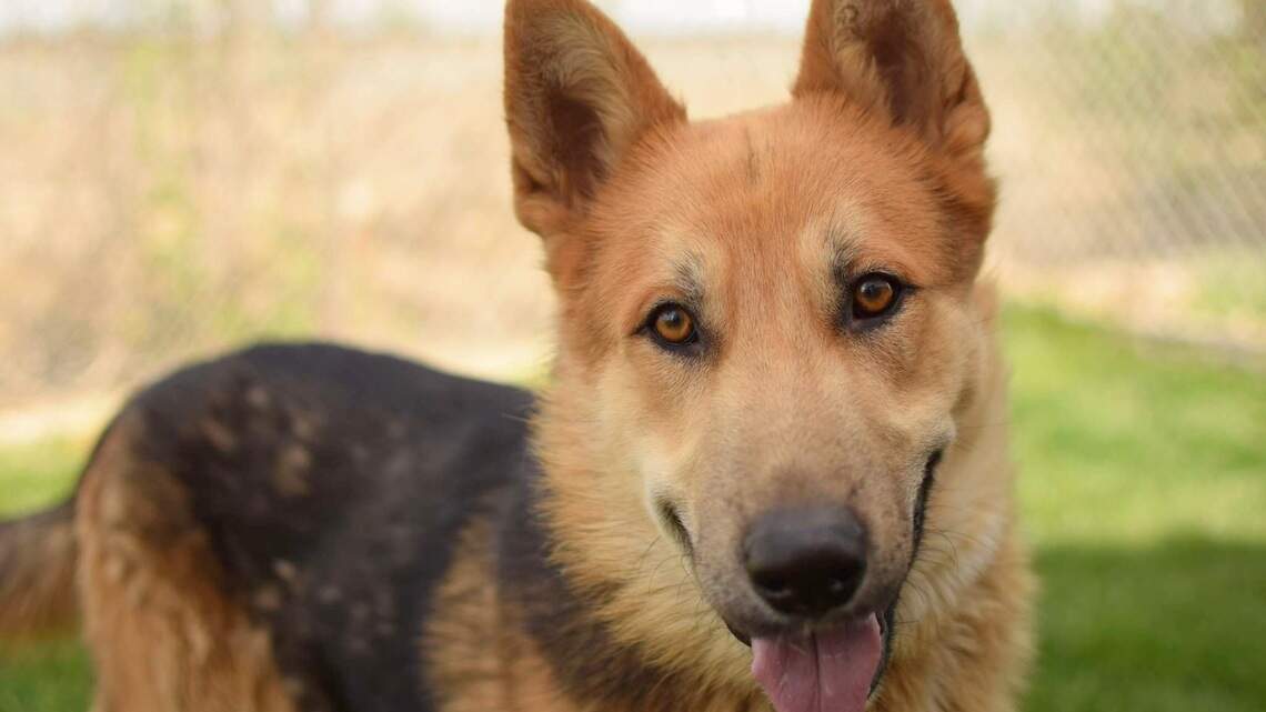 Canyon County Pet of the Week: Kaiser