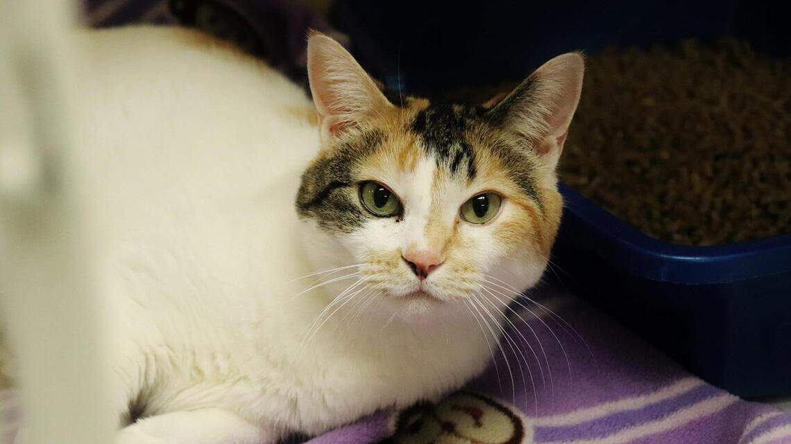 Ada County Pet of the Week: Peaches
