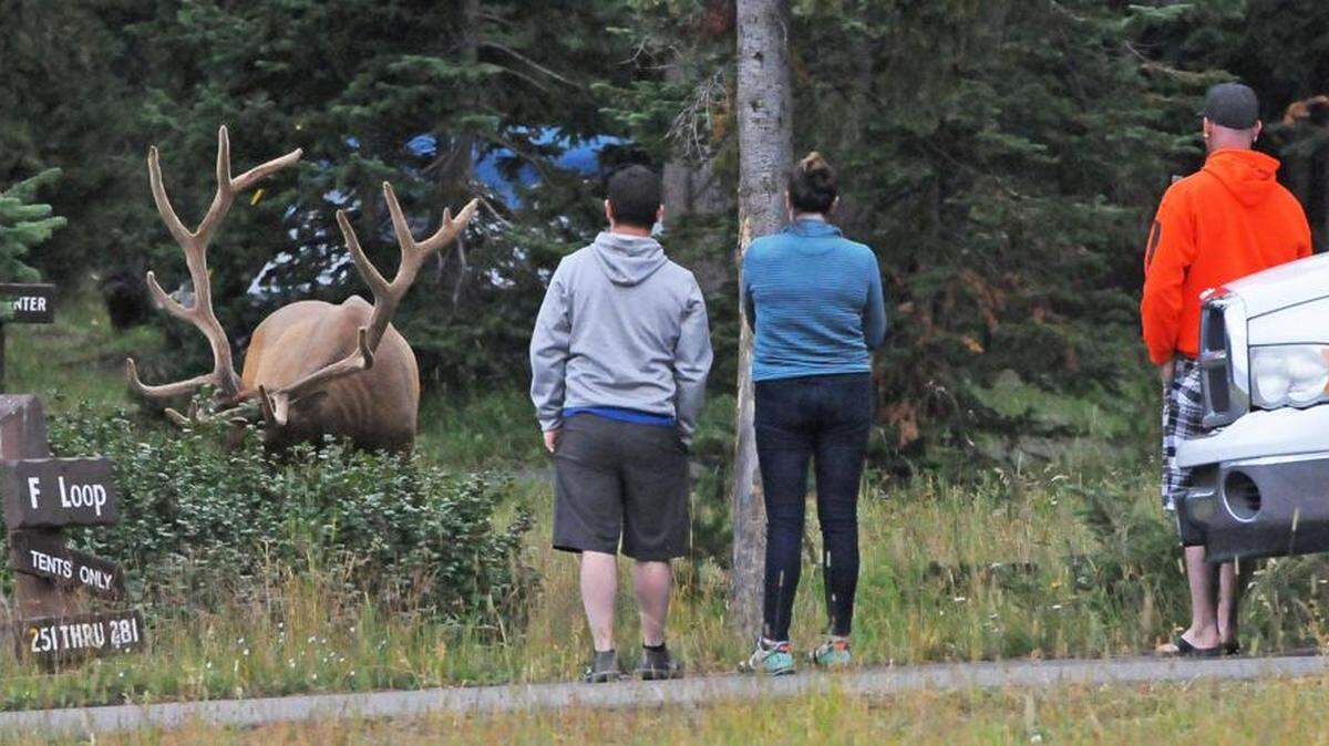 Yellowstone National Park tourists stop to watch and take photos of a large bull elk at Bridge Bay Campground in 2019. The park requires visitors to be at least 25 yards from elk.