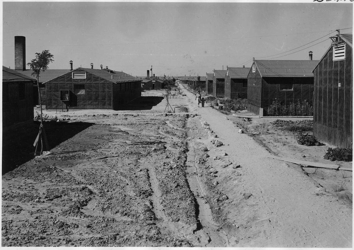 The Minidoka Relocation Center is shown in this August 1943 photo from the War Relocation Authority. According to the original caption, this photo looks down at the rows of barracks westward from block 44. At extreme left is a corner of the dining hall where the 275 to 300 residents of the block ate. At center background is the sanitation building including showers, lavatories, toilets and washtubs. Nearly all the residents planted flowers and vegetable gardens in front of their barracks.