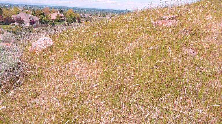 An aggressive weed infesting Southeast US was just spotted in Boise. What can you do?