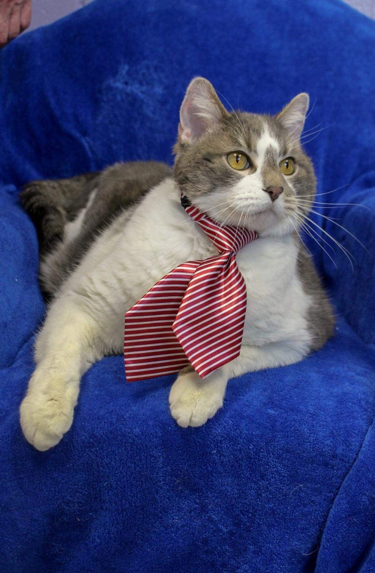 Buck the cat is available for adoption at the Idaho Humane Society.