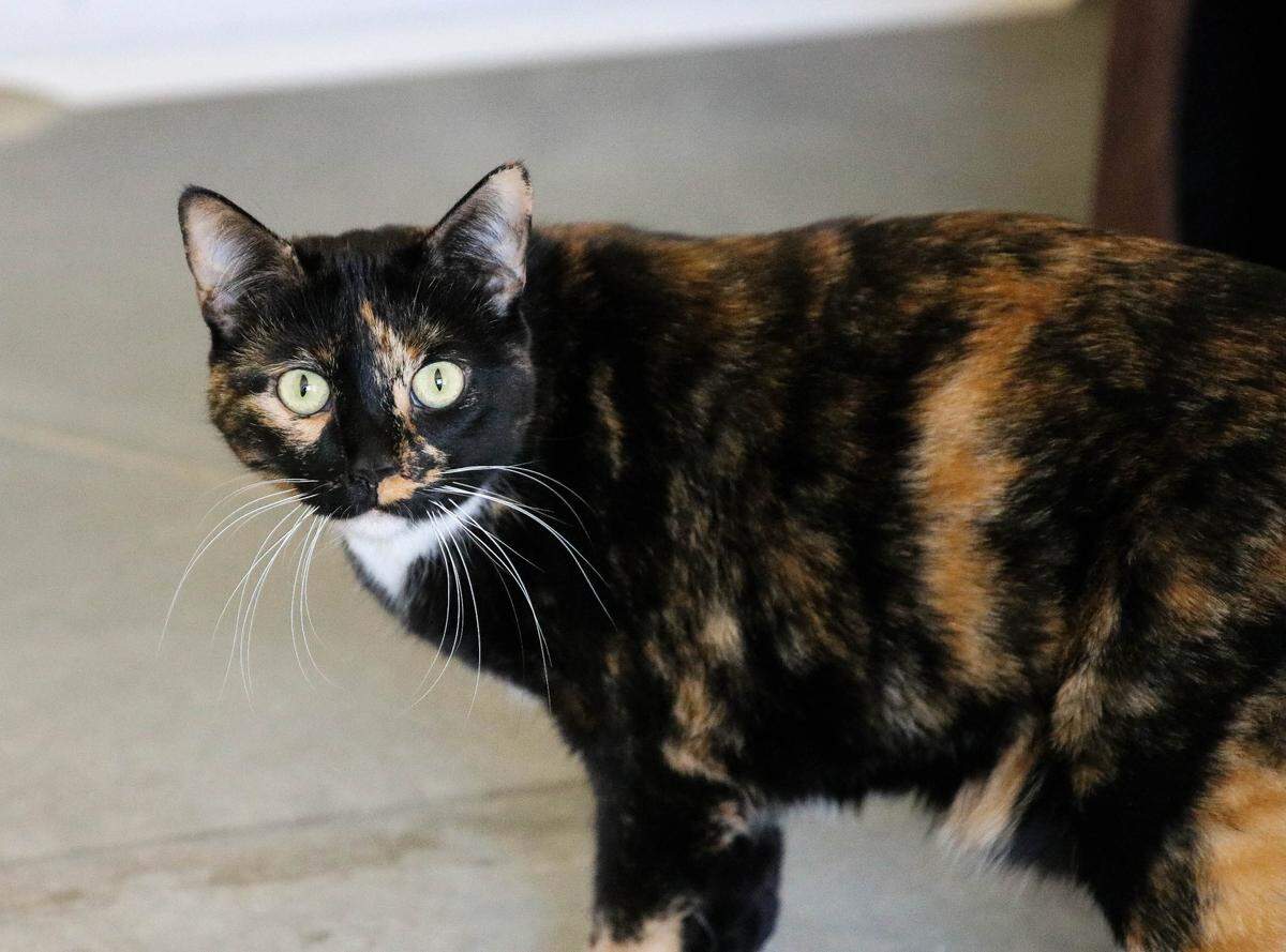 Jazz the cat is available for adoption as part of a bonded pair through Simply Cats.