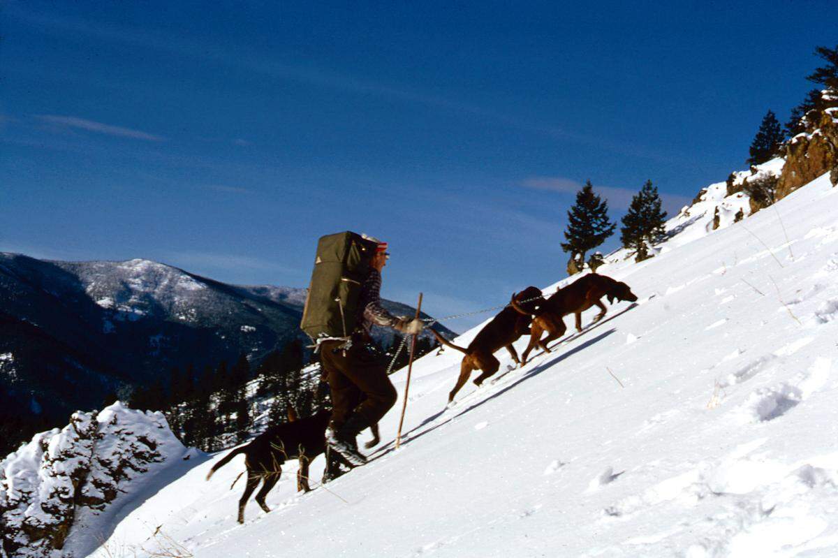 Maurice Hornocker research assistant Wilbur Wiles and his hounds track a cougar uphill. Hornocker’s field research was conducted mostly during winter so that cougars’ prints could be seen in the snow.