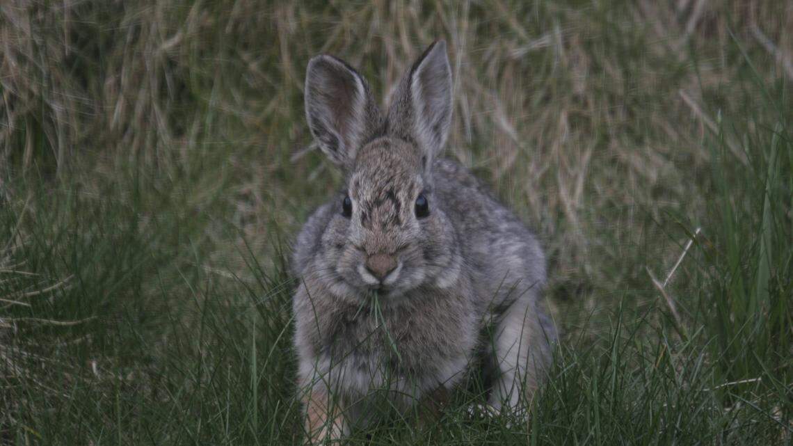How to keep bunnies out of your veggie garden