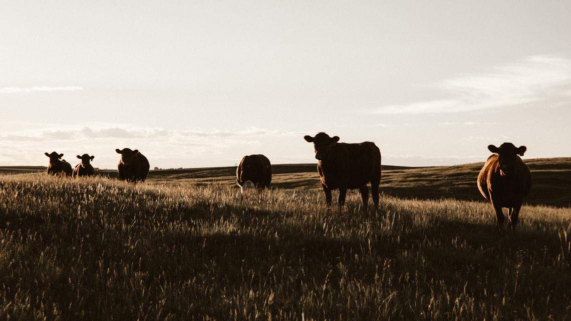 Aggressive cattle attacked runners as they jogged through an open space in Colorado, officials said. The cows appeared to be protecting their young.