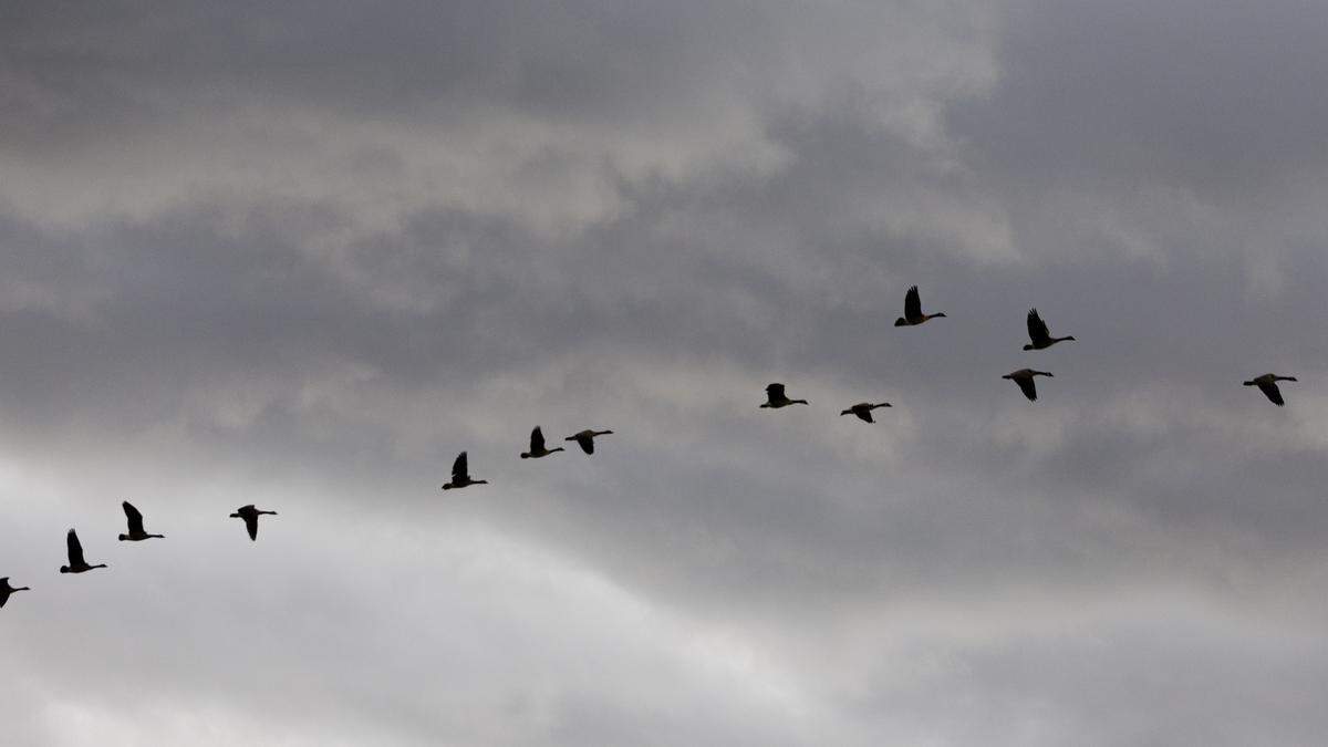 Geese fly past approaching thunderstorm clouds in this 2025 file photo. The National Weather Service issued an advisory for wind gusts of up to 55 mph winds in several Idaho cities on Wednesday, May 13. 