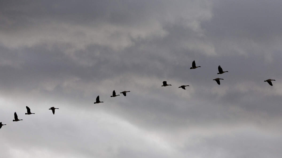 Geese fly past approaching thunderstorm clouds in Meridian. The Treasure Valley is in for rain and wind this week.