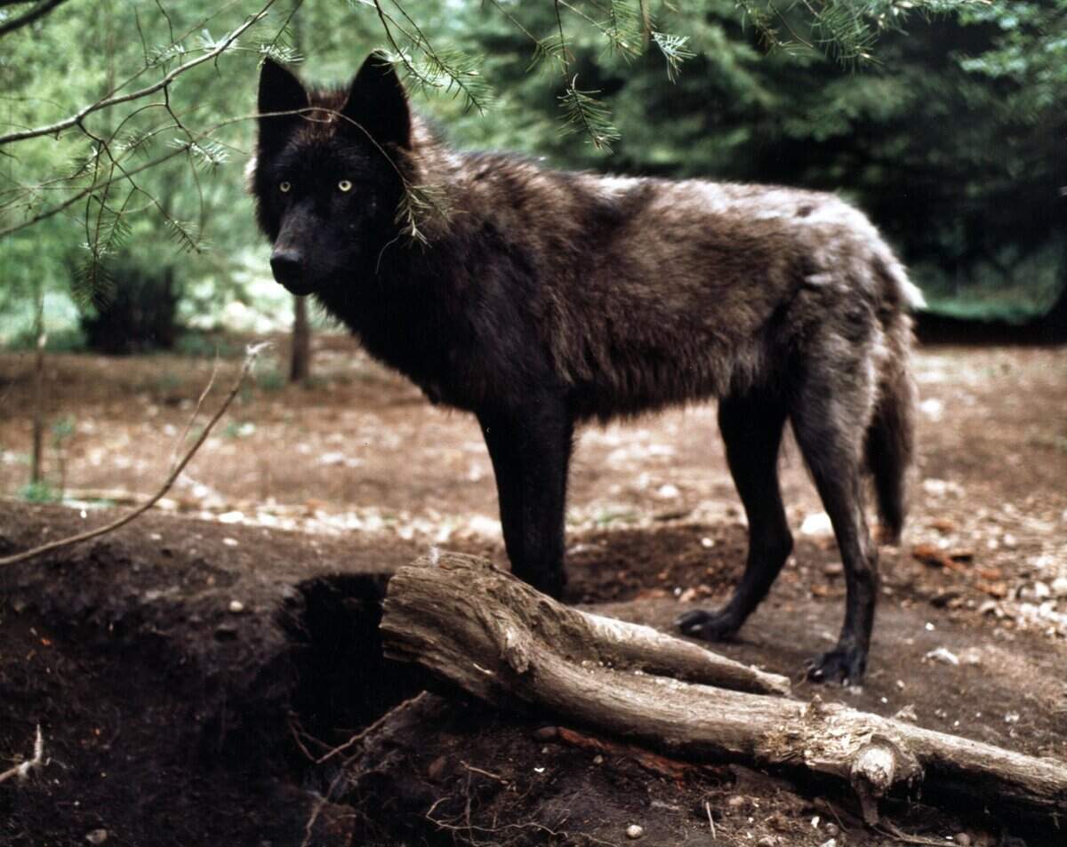 A black wolf.