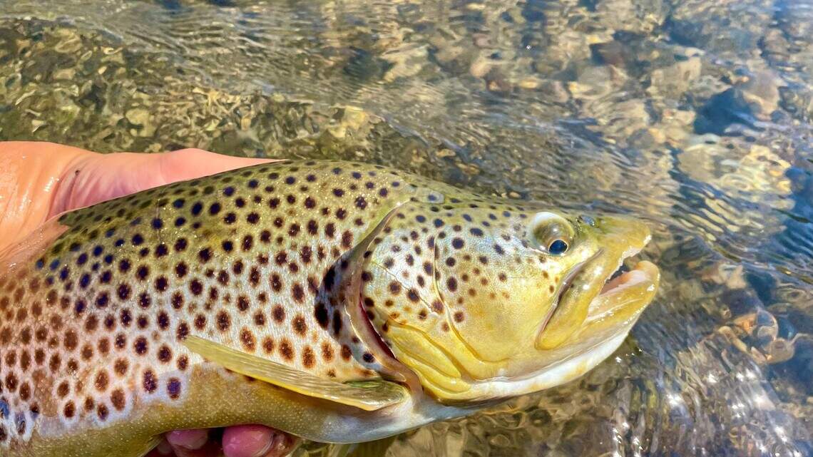 New gear, tackle, techniques: Expo Idaho to host annual fly-fishing extravaganza 
