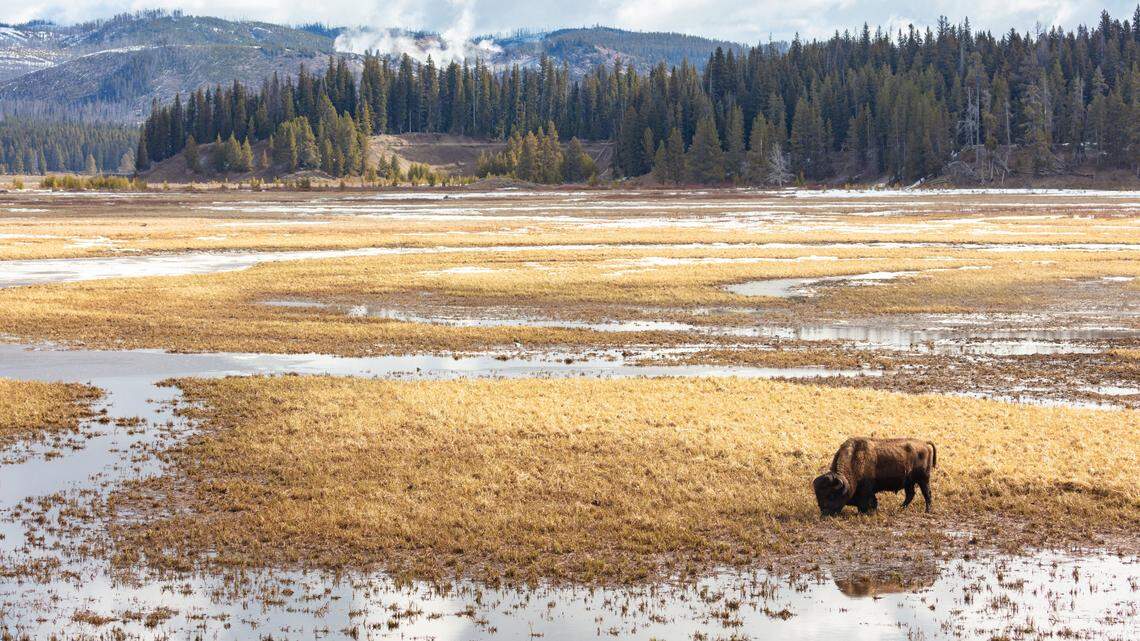 A bison (not the one pictured) gored a woman in Yellowstone National Park.